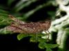 334084 – Photo : Cédric Mondy – France (56)