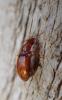 334674 – Photo : Catherine Reymonet-Smitten – France (19)