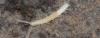 334139 – Photo : Christian Berquer – France (05)