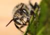 334762 – Photo : Daniel INGREMEAU – France (36)