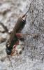 334076 – Photo : Bernard Mallet – France (38)