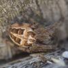 334745 – Photo : sofiane lemieuvre – France (01)