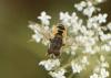 334961 – Photo : Maxime Zucca – France (26)