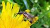 334746 – Photo : Jean VINCENT – France (38)
