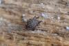 334740 – Photo : Nataël Adam – France (09)