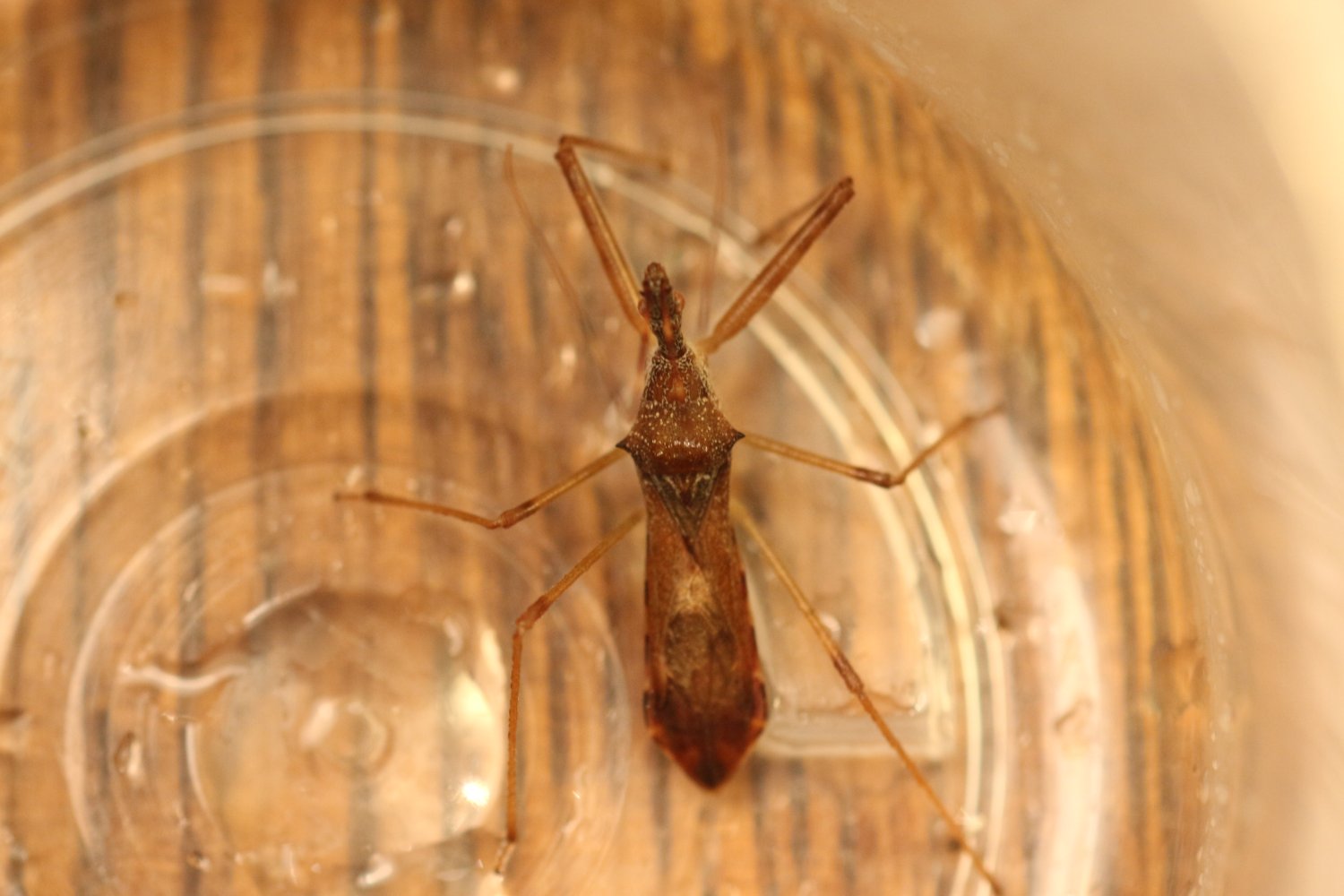 michèle hirigoyen - Nagusta goedelii - réf. 334503 (1500 x 1000 pixels, 140 ko)