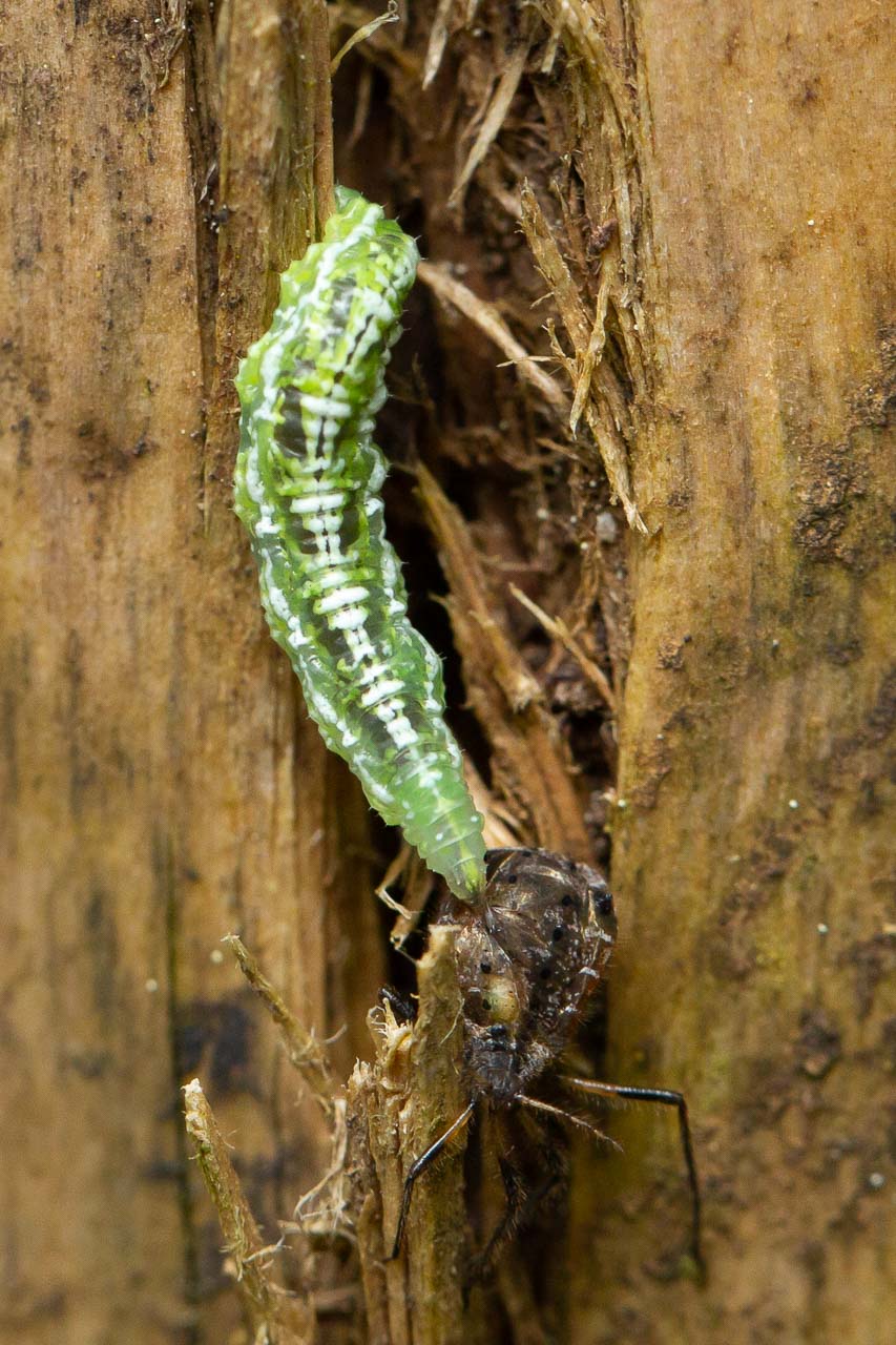 Jessica Joachim - Eupeodes sp. - réf. 334821 (853 x 1280 pixels, 215 ko)