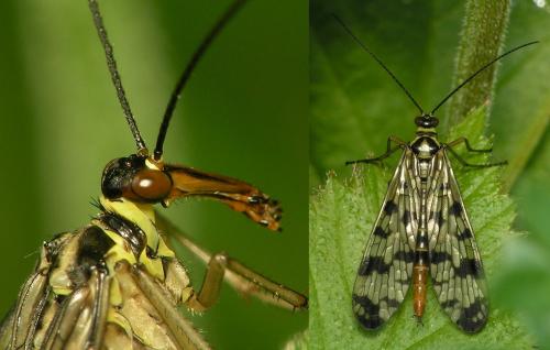 Panorpa vulgaris