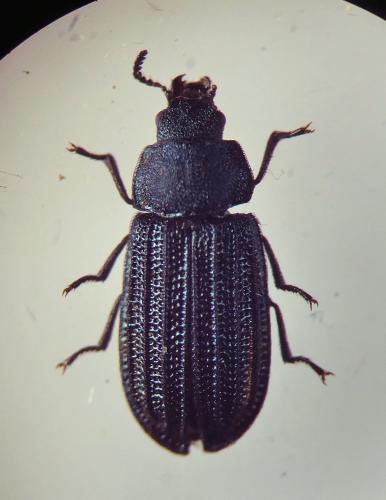 Falsomelyris granulata