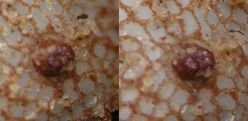 Réf. 335 046 : Microdon sp.