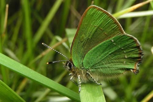 Réf. 335 008 : Callophrys rubi