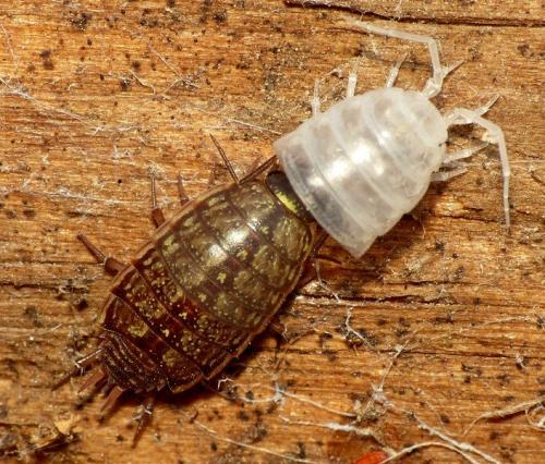 Philoscia muscorum