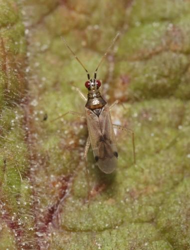 Dicyphus pallicornis