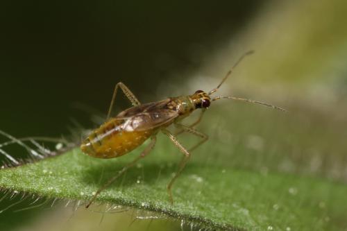 Réf. 335 435 : Dicyphus constrictus