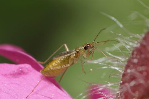 Dicyphus constrictus
