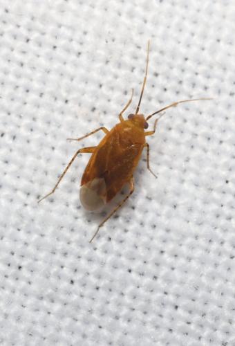 Réf. 335 470 : Parapsallus vitellinus