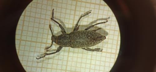 Réf. 335 632 : Lixinae inconnu