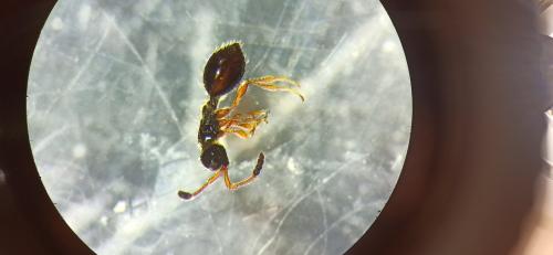 Spilomicrus antennatus