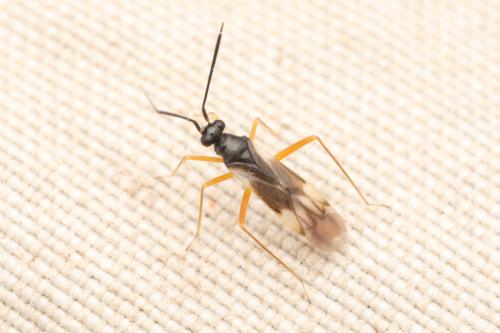 Mecomma dispar