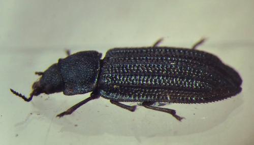 Falsomelyris granulata