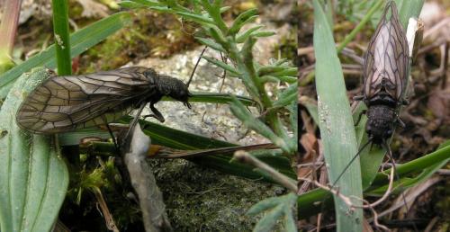 Sialis sp.