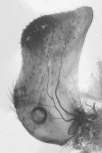 Machimus rusticus