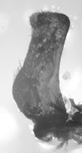 Machimus annulipes