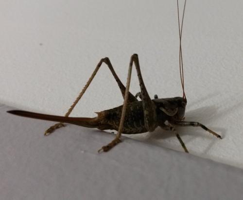 Réf. 335 481 : Antaxius sorrezensis