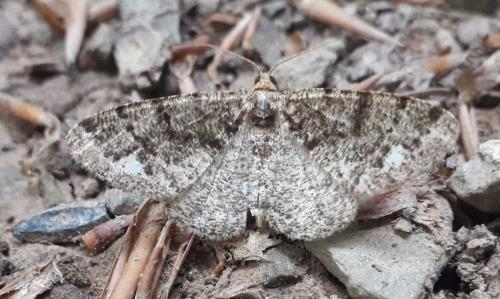 Parectropis similaria