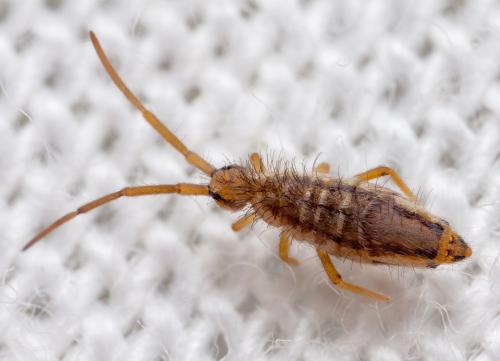 Réf. 335 172 : Entomobrya muscorum