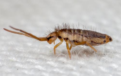 Entomobrya muscorum
