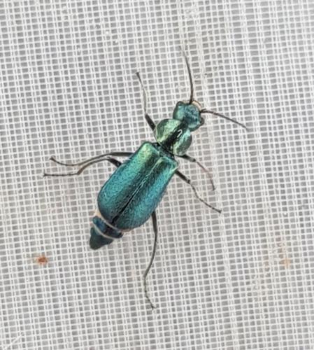 Clanoptilus sp.