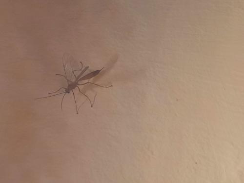 Réf. 335 409 : Netelia sp.