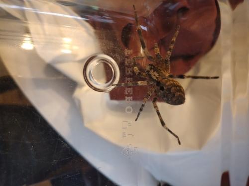 Zoropsis spinimana