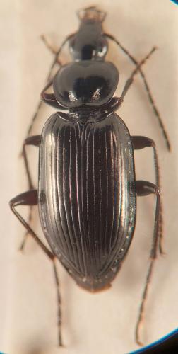 Réf. 335 530 : Agonum hypocrita