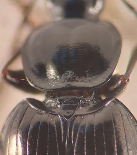 Réf. 335 531 : Agonum hypocrita