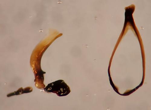 Agonum hypocrita