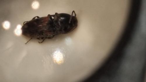 Réf. 335 557 : Drasterius bimaculatus