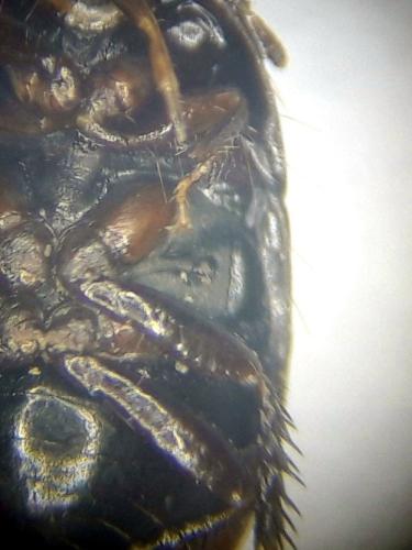 Geotomus punctulatus