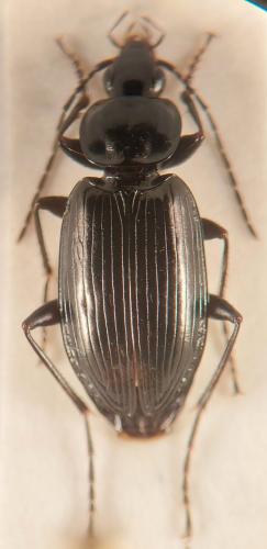 Réf. 335 551 : Agonum hypocrita