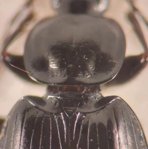 Réf. 335 552 : Agonum hypocrita