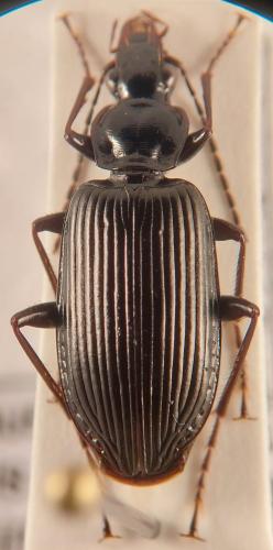 Réf. 335 763 : Platynus longiventris