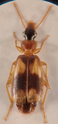 Philorhizus quadrisignatus