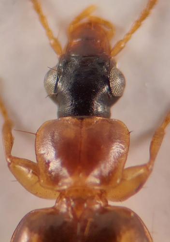 Philorhizus quadrisignatus