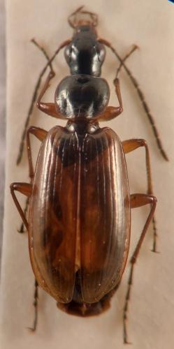 Réf. 335 795 : Agonum piceum