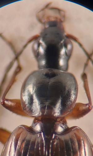 Réf. 335 796 : Agonum piceum