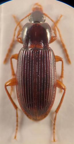 Pedius longicollis
