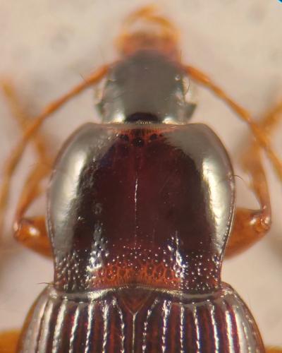 Réf. 335 753 : Pedius longicollis