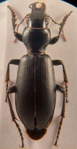 Broscus cephalotes