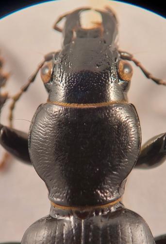 Broscus cephalotes